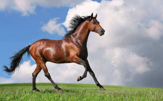 Cavalo